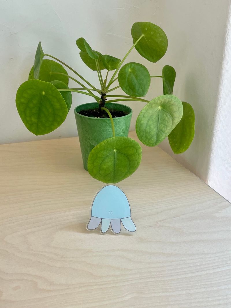 yeowhi（ヨウィ）の「[Magsafe tok] yeowhi ジェリーフィッシュグリップスマートトック（スマホグッズ/小物）」