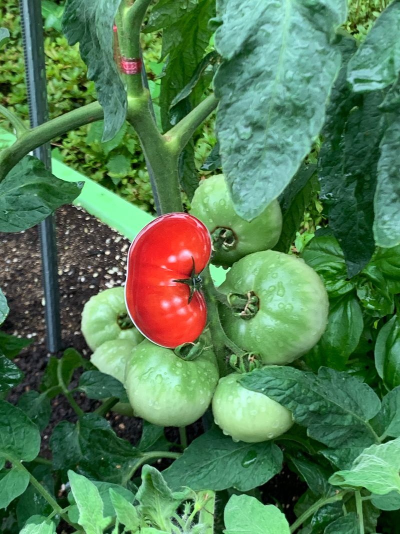 Tomato griptok