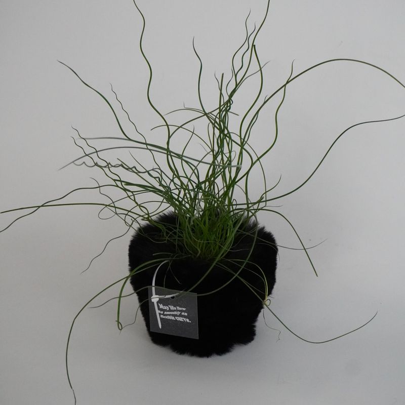 FLUFFY POT (M