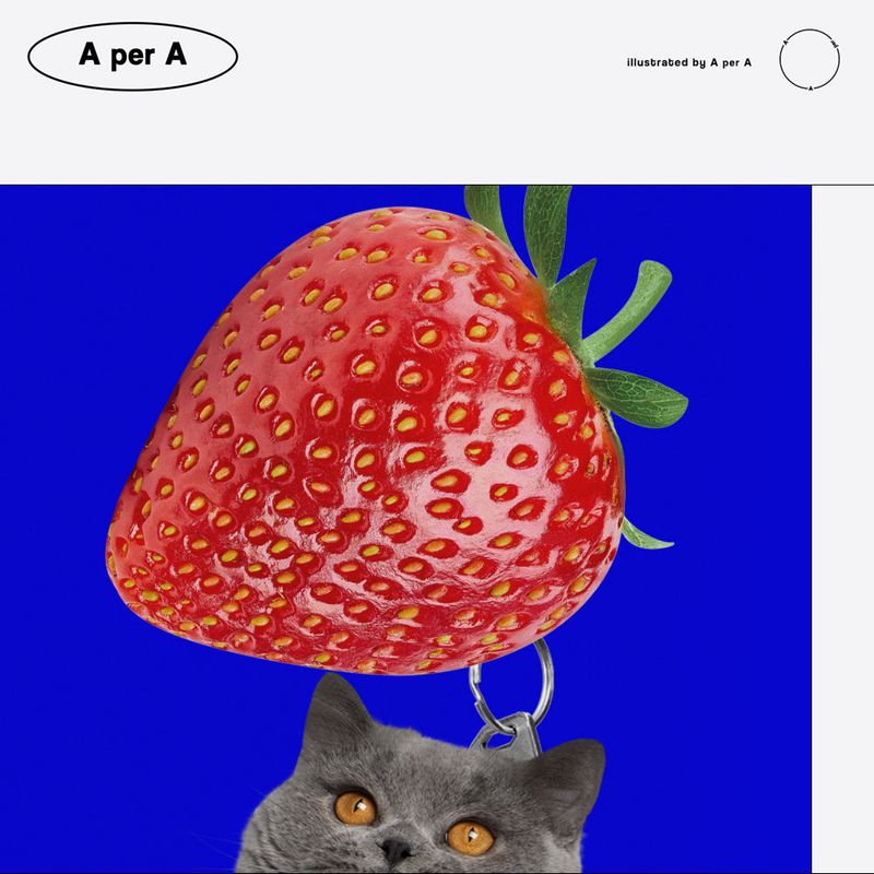 Big strawberry gray cat
