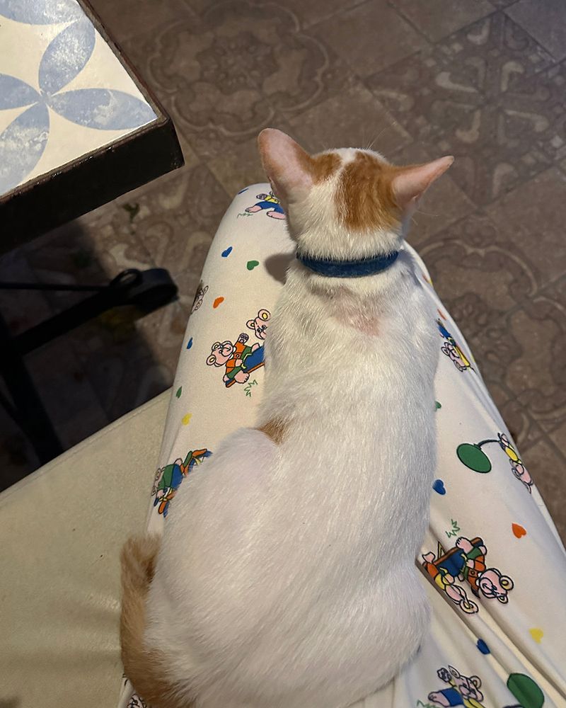 Kitch Homewear Pajama Pajama Pants