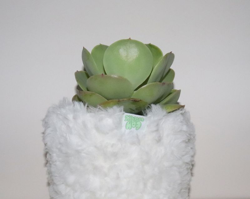EOHWORKS（エオワークス）の「white multi basket（Interior）」
