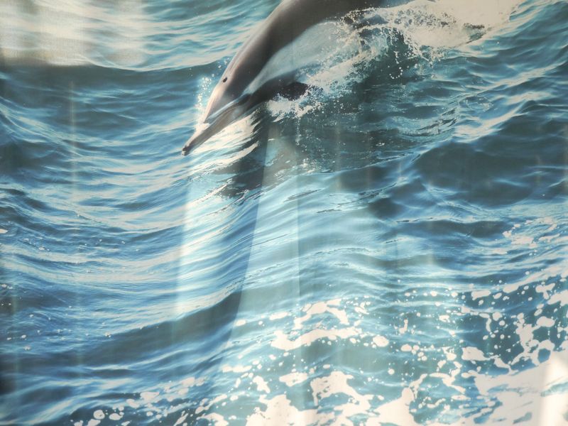 Dolphin towards Freedom, fabric poster