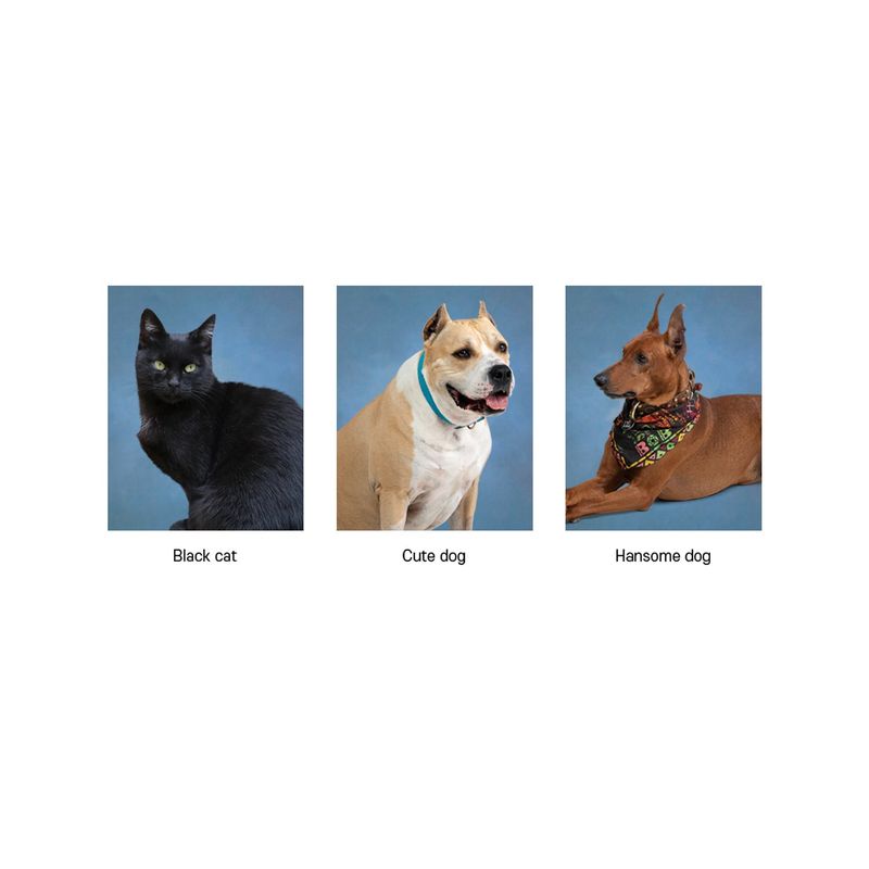 Animal photo sticker
