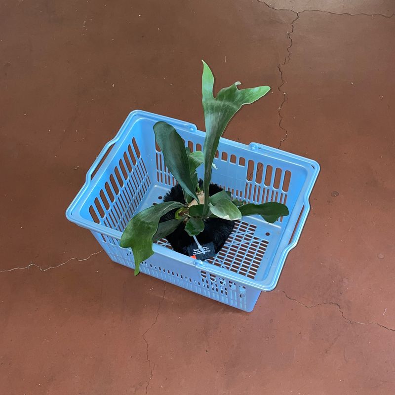 FLUFFY POT (M