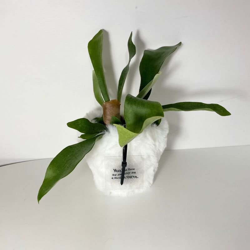 FLUFFY POT (M