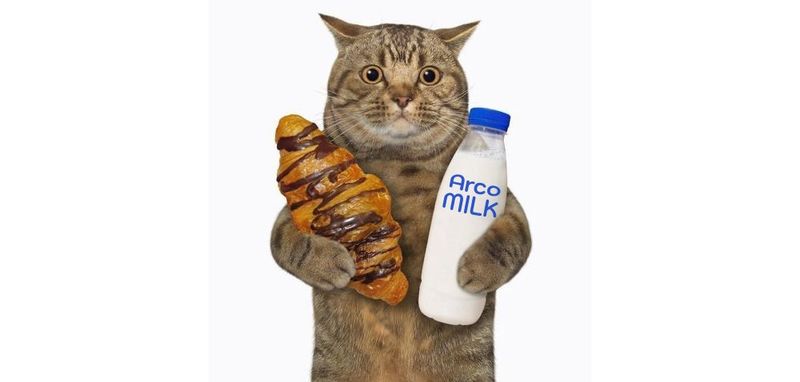 Anything cat knit