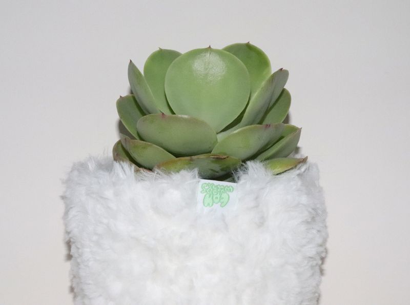 white multi basket