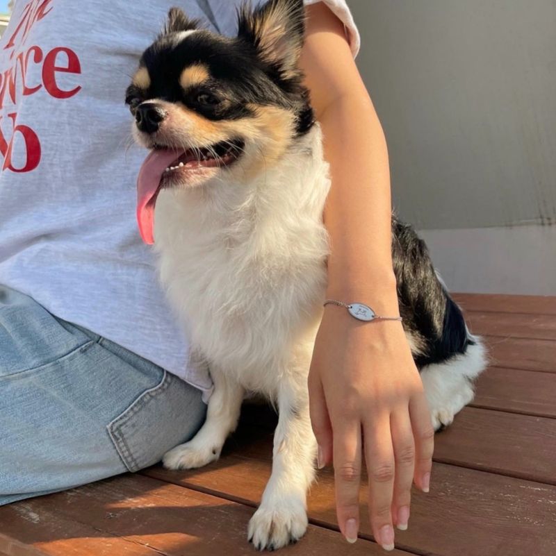 Basic bracelet for abandoned dogs