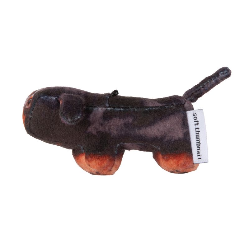 Duke, Dachshund