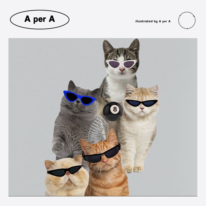 sunglasses cat club