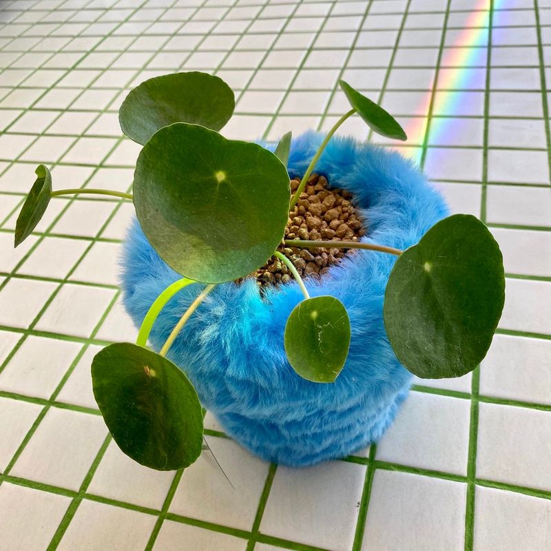 FLUFFY POT (M