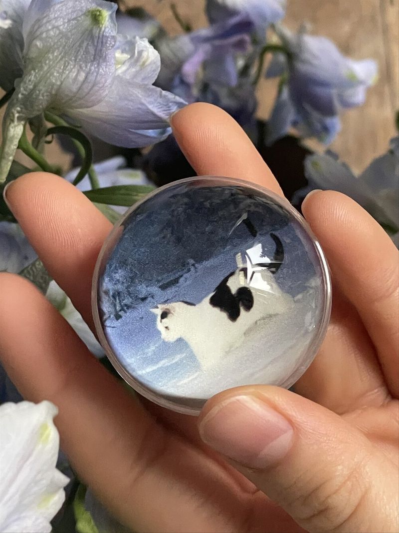 [cobalt kitty tok]