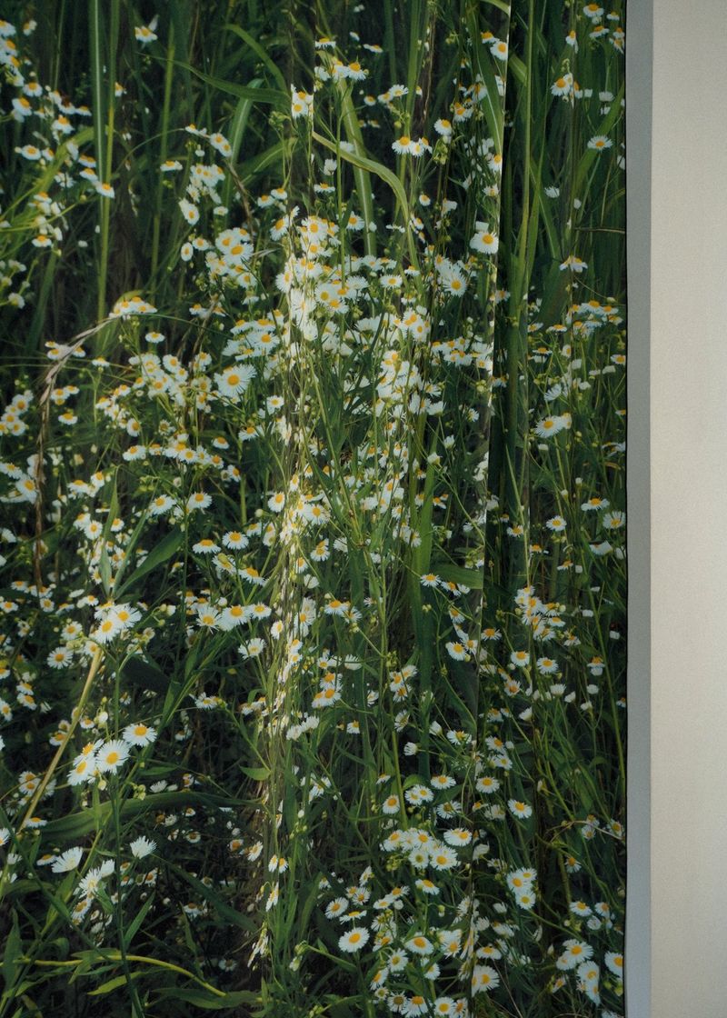 green grassy curtain