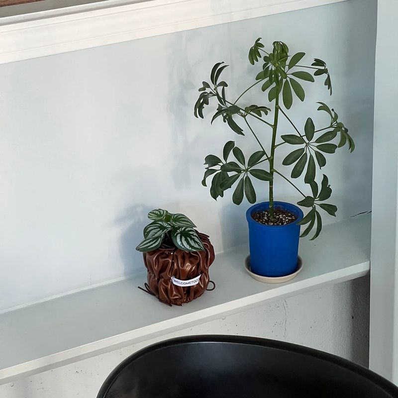 POU POU POT (MELING CHOCO) POPO