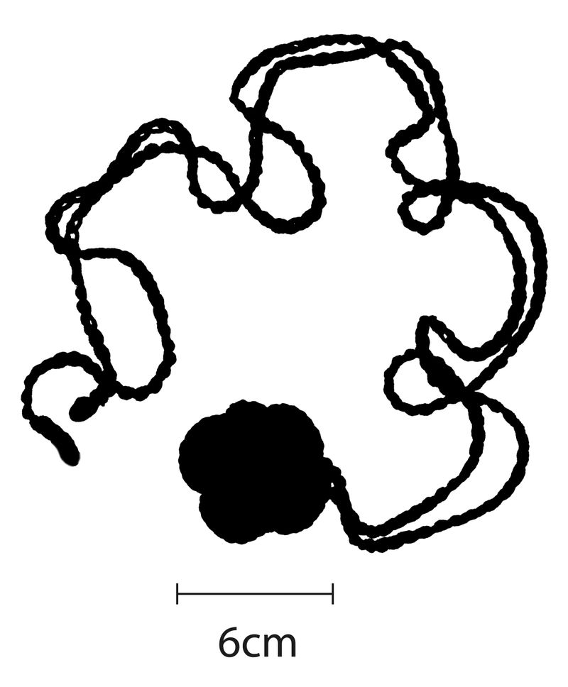 Organic Rose Necklace