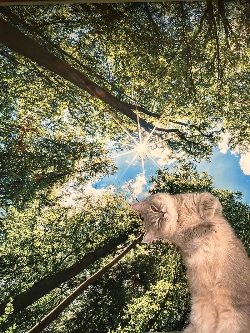 In the forest, landscape rug