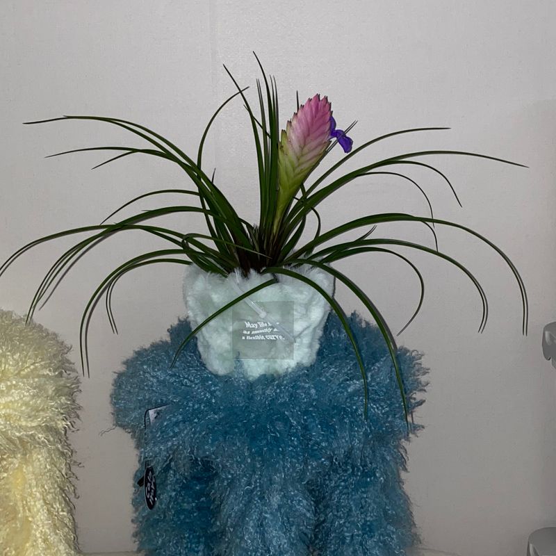 FLUFFY POT (M