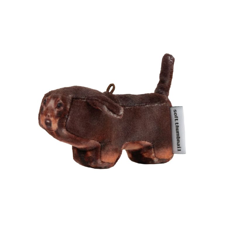 Tam, Dachshund