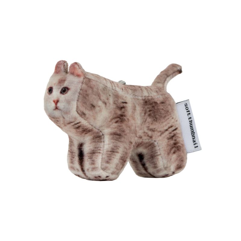 Moca, British Shorthair